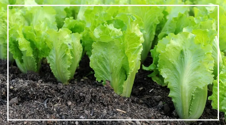 Agriculture Business result